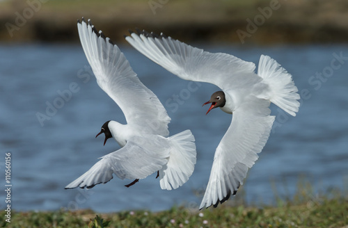 The black-headed gull (Chroicocephalus ridibundus) mating