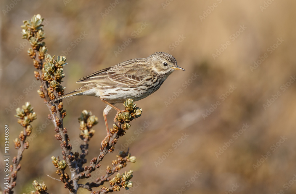 Fototapeta premium Meadow pipit in nature