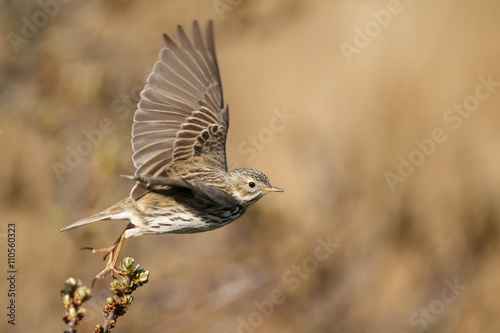 Meadow pipit in nature photo