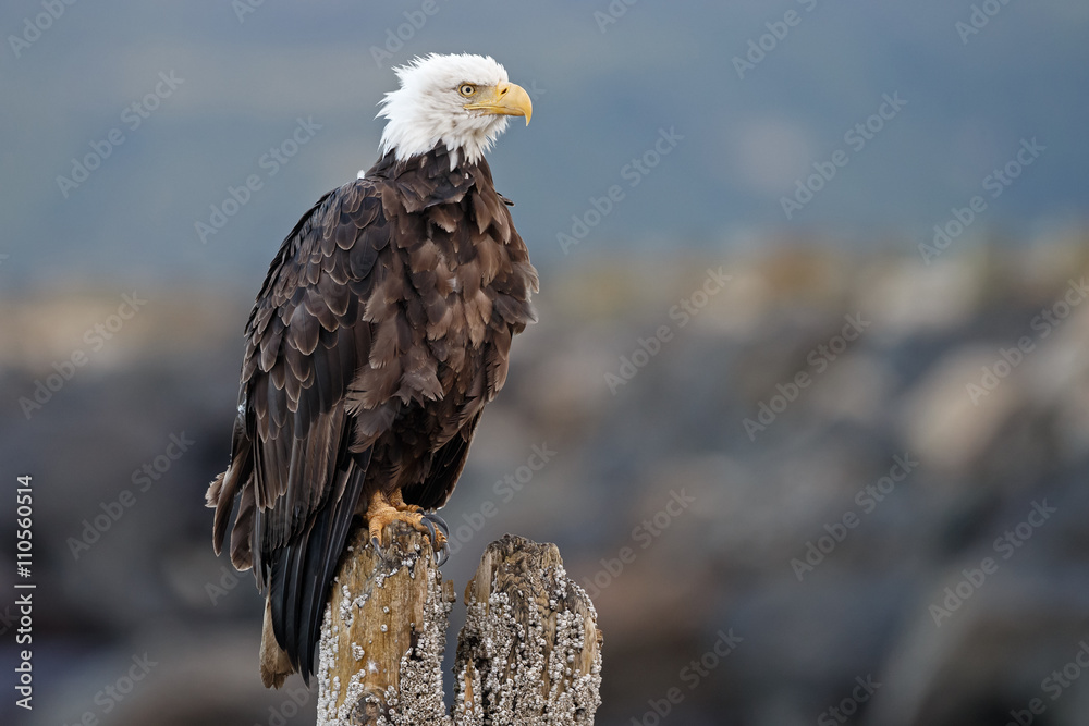 Fototapeta premium American bald eagle