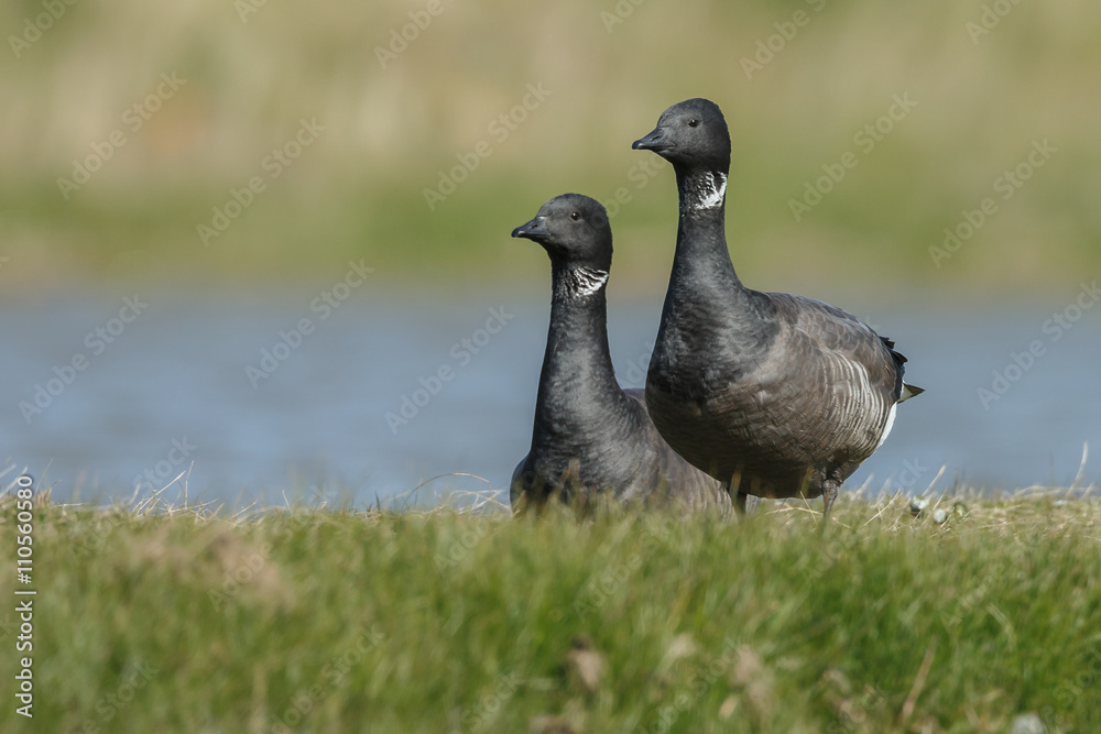 The brant or brent goose (Branta bernicla) is a species of goose of the genus Branta The brant or brent goose (Branta bernicla) is a species of goose of the genus Branta