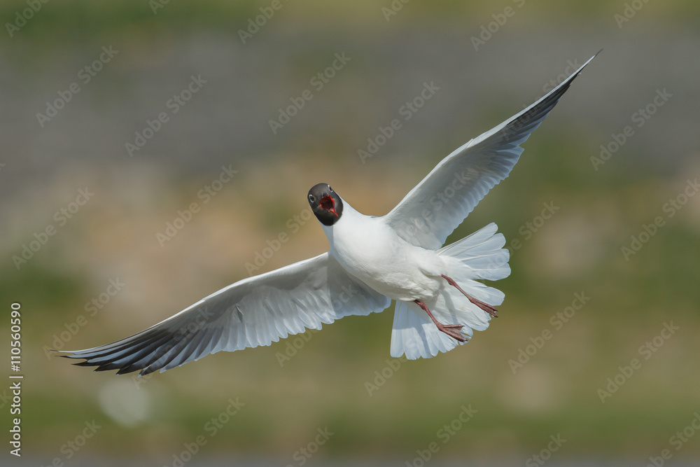 Fototapeta premium The black-headed gull (Chroicocephalus ridibundus)
