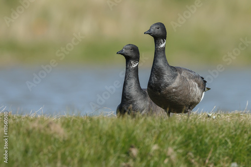 The brant or brent goose (Branta bernicla) is a species of goose of the genus Branta
