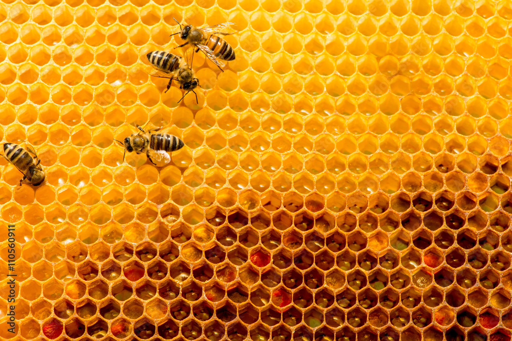 closeup of bees on honeycomb in apiary - obrazy, fototapety, plakaty 