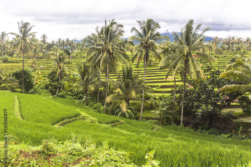 Obraz premium View on rice terraces, Lombok