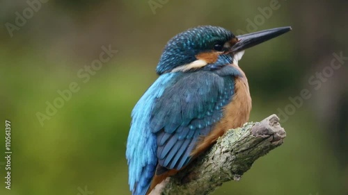 kingfisher in slow motion photo