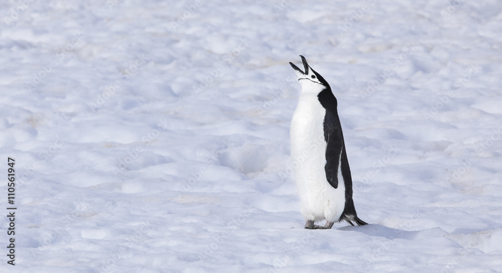 Obraz premium chinstrap penguin in antarctica
