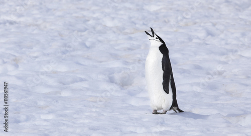 chinstrap penguin in antarctica