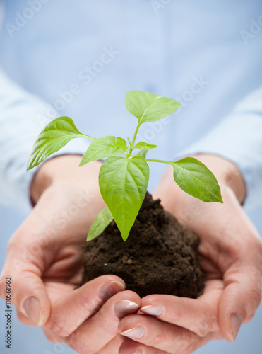 Human hands holding young plant