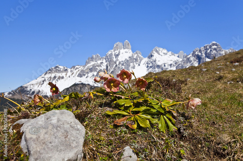 Rote Schneerosen auf der Sulzenalm