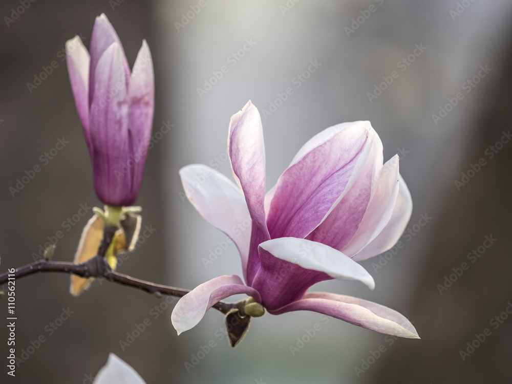 Magnolia  soulangeana, saucer magnolia  tree