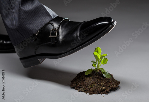 Male foot in black shoe trampling a young sprout