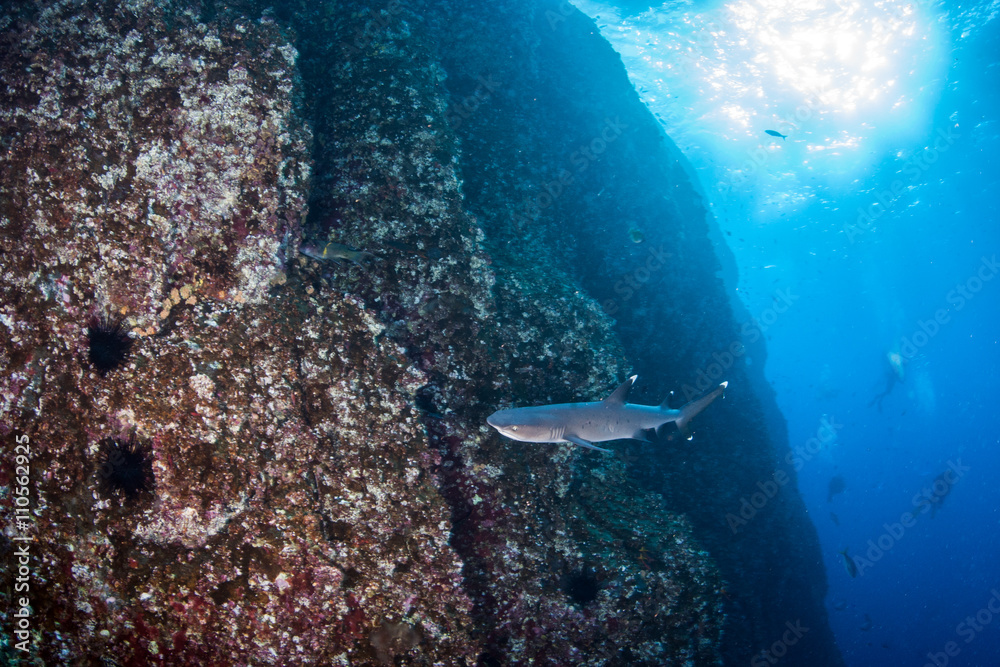Obraz premium White tip reef shark