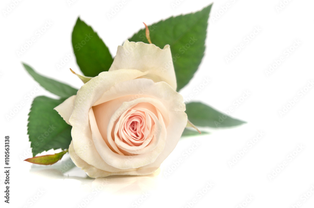 beautiful single white rose lying down on a white background - obrazy, fototapety, plakaty 