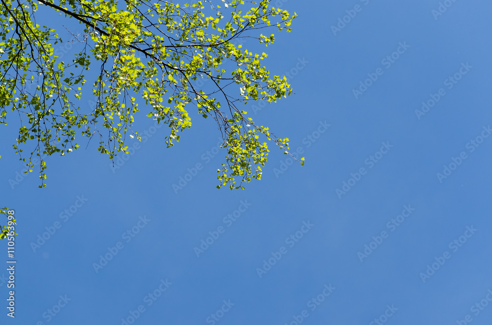Young tree leaves in early spring. Blue sky in background. Young tree leaves in early spring. Blue sky in background.