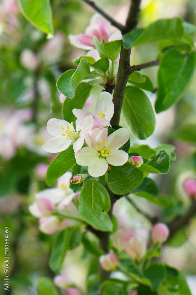 bright apple blossoms bright apple blossoms