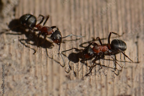 conversation between two ants