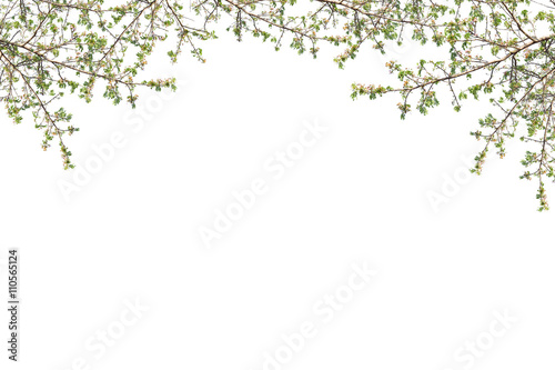Beautiful Green leaves frame on white background