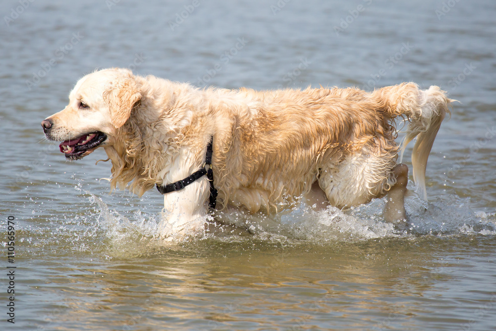  Hund spaziert durchs Meer