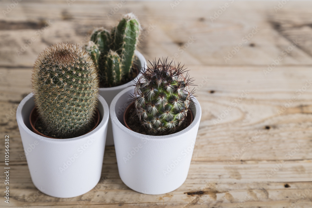 Group of three cactus plants Group of three cactus plants