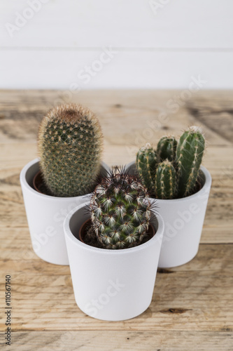 Three cactus plants in pots