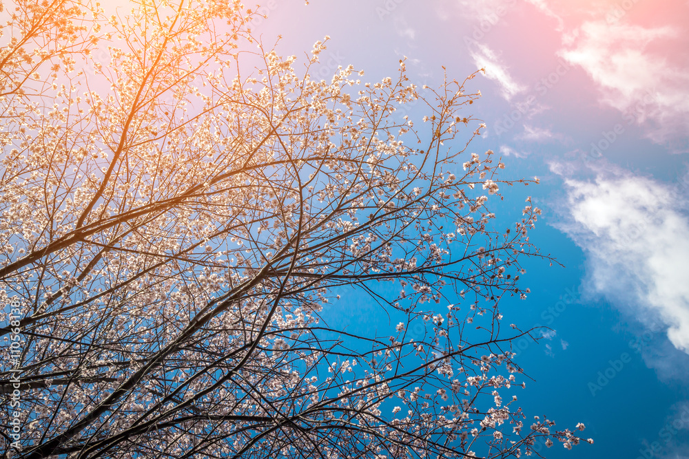 Branches of a white flowering apricots in evening time Branches of a white flowering apricots in evening time