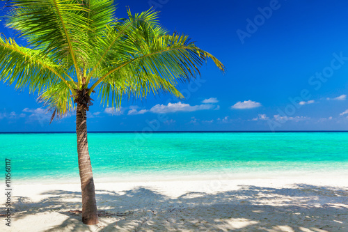 Fototapeta Naklejka Na Ścianę i Meble -  Single vibrant coconut palm tree on white tropical beach of Mald