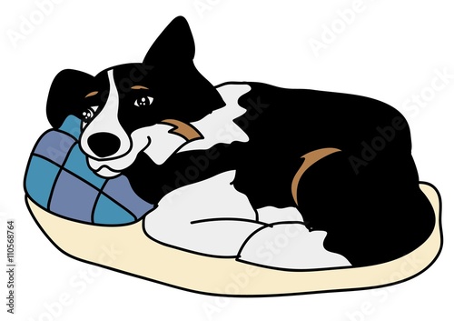 border collie