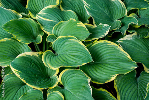 Hosta leaves photo