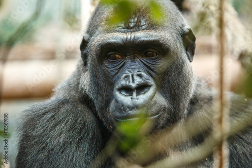Gorila portrait © Rojo