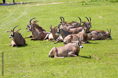 Roan antelope, Hippotragus equinus is a large antelope photo