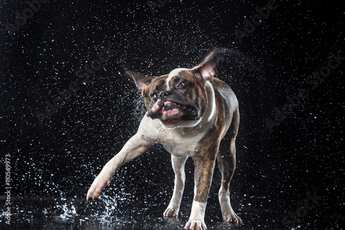 American Bulldog, dog Motion in the water