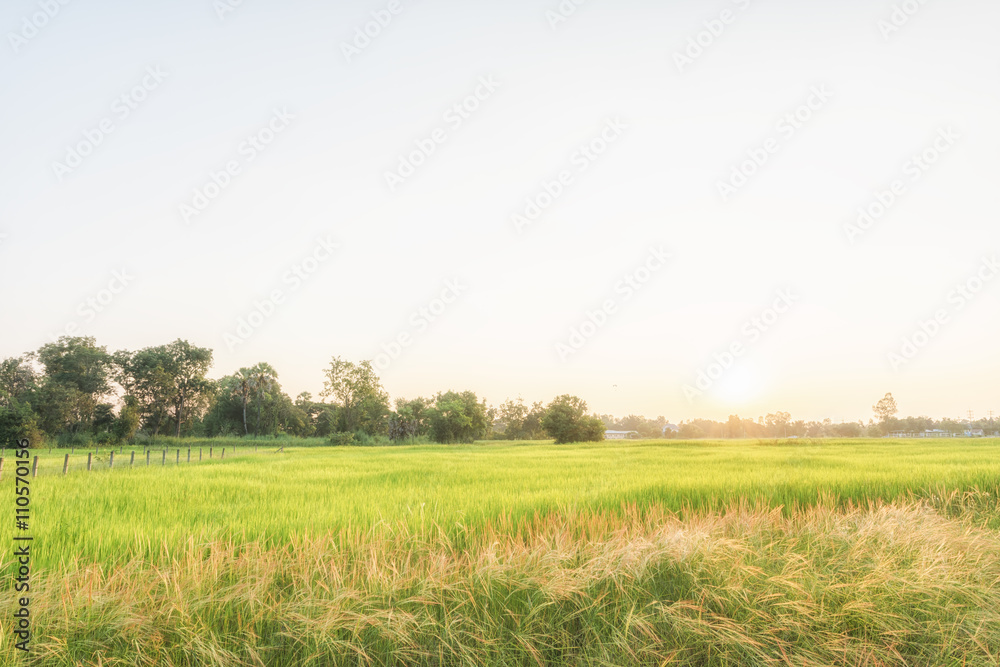 Green landscape with paddy field in Thailand