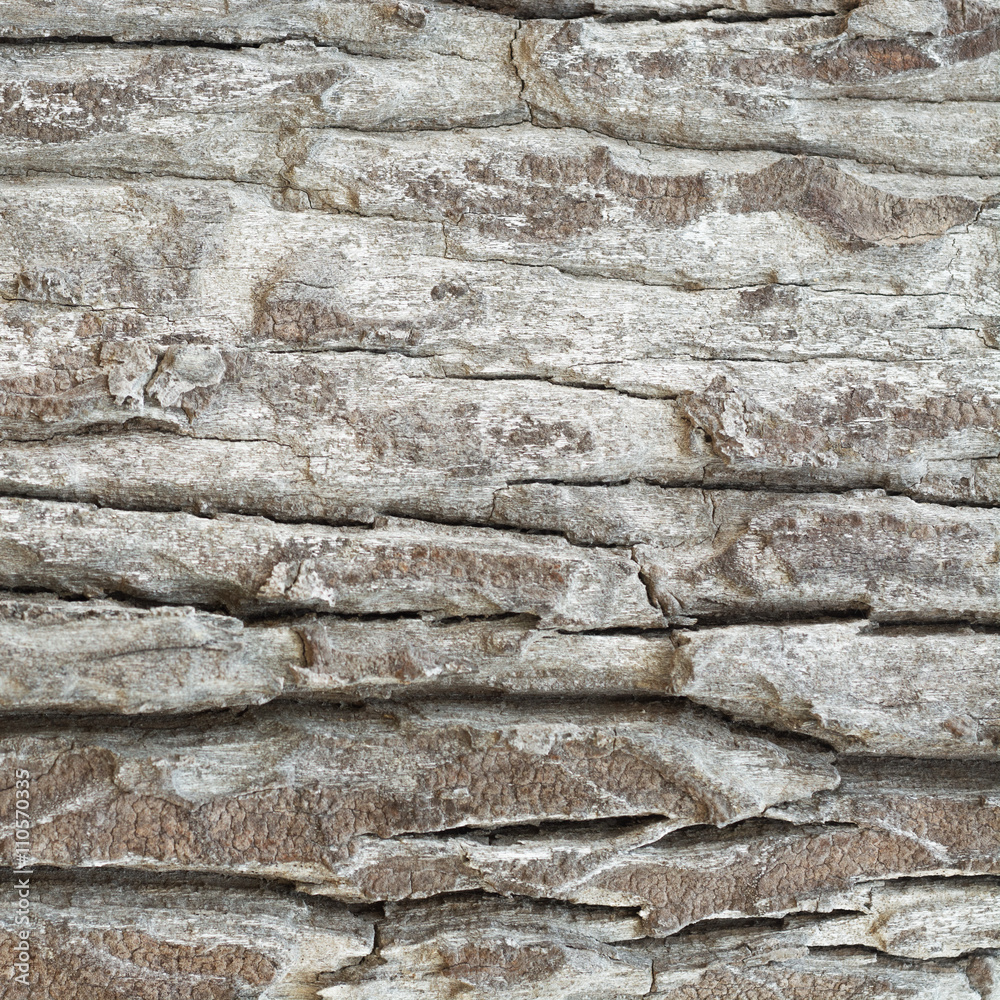 Old Wood Tree Texture Background Pattern Old Wood Tree Texture Background Pattern