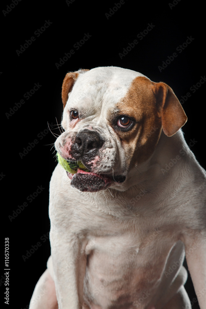 American Bulldog Dog plays with the ball
