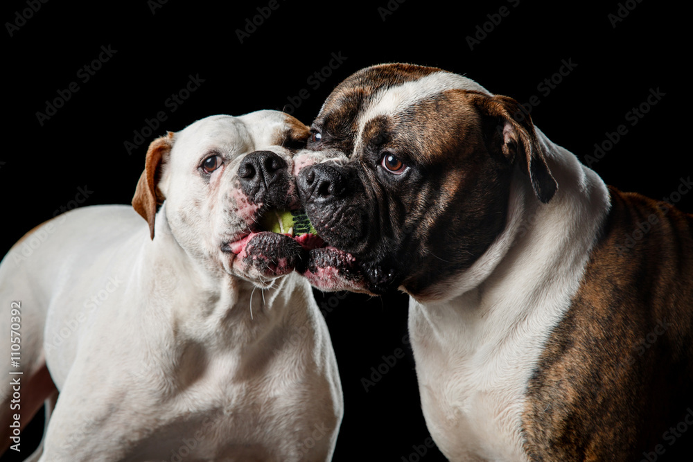 two American Bulldogs, American Bulldog, Dogs plays with the ball