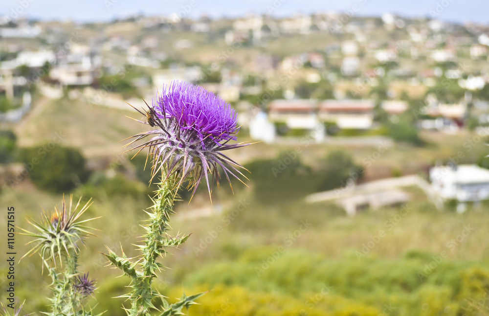 close up of a bee inside a thistle - blur landscape background