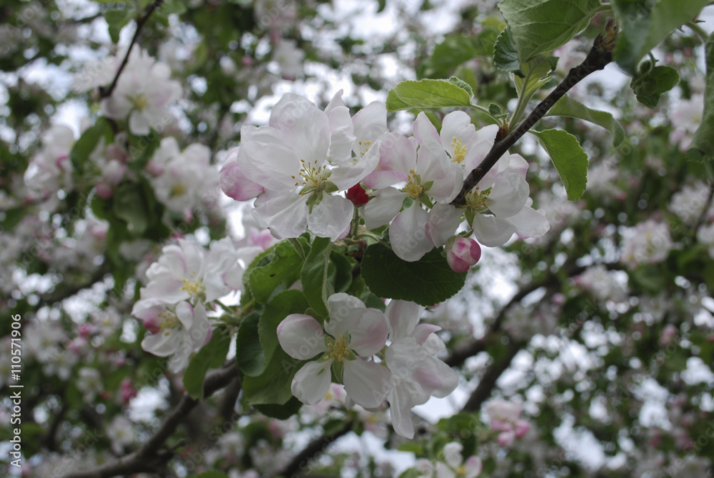 Apple branch blooming, white flowers, pink buds. Springtime. Apple branch blooming, white flowers, pink buds. Springtime.