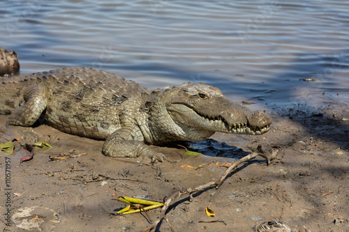 Sacred crocodile  Burkina Faso