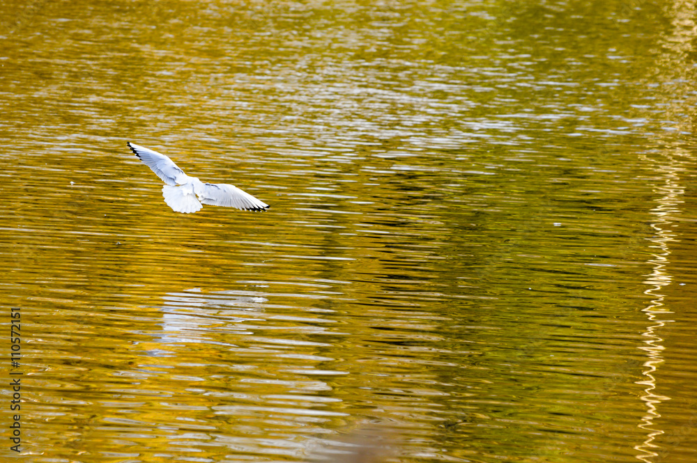 White bird gliding over a autumn colored lake reflection with wings spread White bird gliding over a autumn colored lake reflection with wings spread