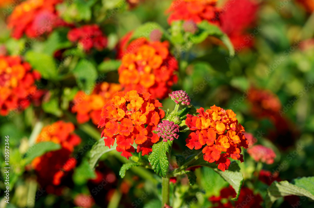 Multi-colored Lantana flowers with buds Multi-colored Lantana flowers with buds