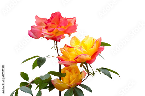 Three pink and yellow roses