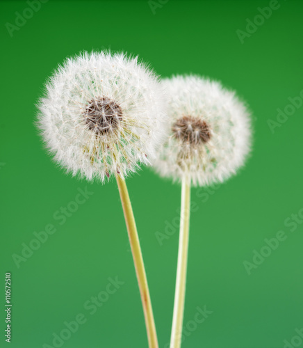 dandelion flower on light green color background, many closeup object