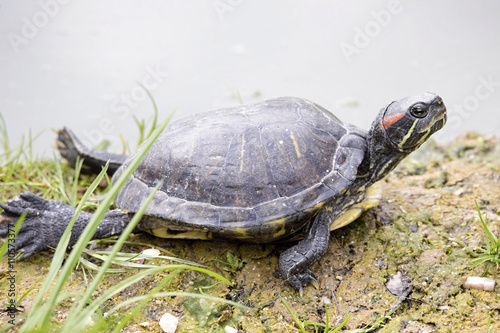 American Red-eared slider, Trachemys scripta elegans, has spread in southern Europe photo