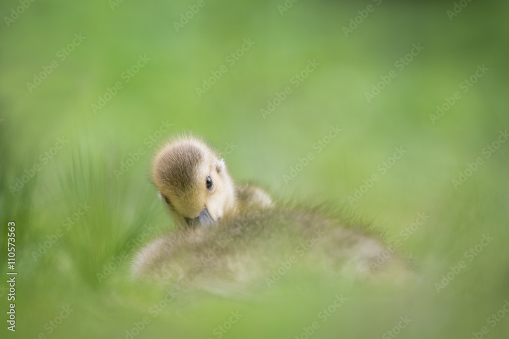A small gosling tucks in while laying in tall green grass.