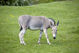 Equus africanus somaliensis,  Somali wild ass