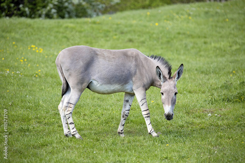 Принти на полотні Equus africanus somaliensis,  Somali wild ass