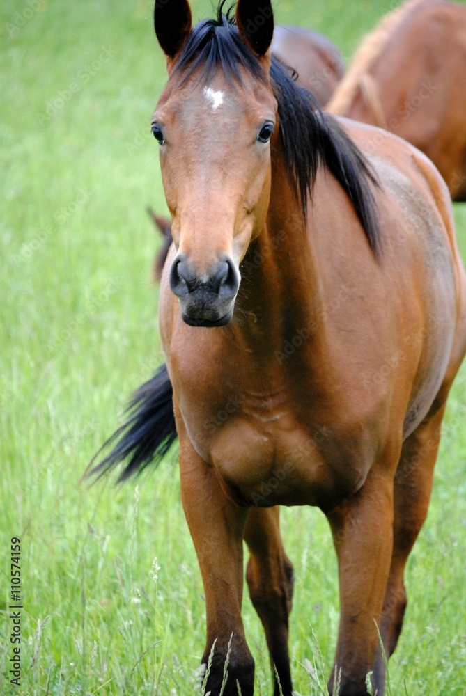 Obraz premium Cheval