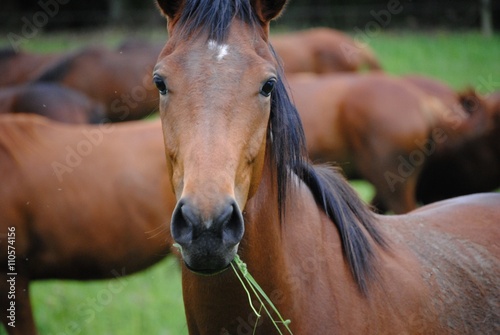 Cheval