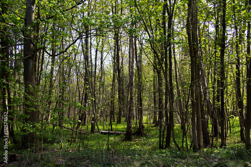 Thin trees in a wood in the Chilterns